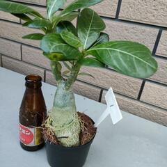 アデニウム①の画像