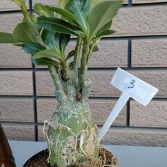 アデニウム③の画像