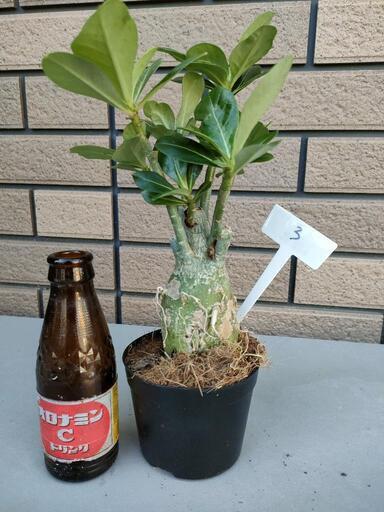 アデニウム③