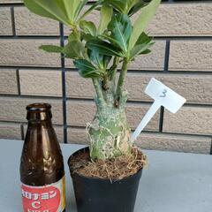アデニウム③
