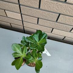 アデニウム③の画像