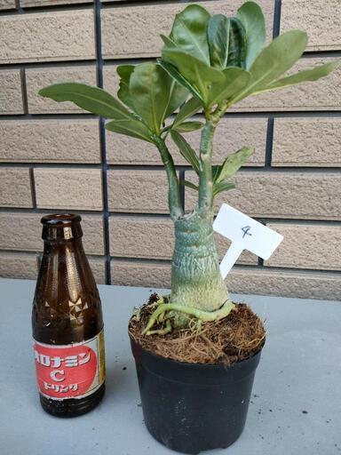 アデニウム④