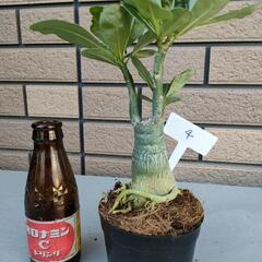 アデニウム④