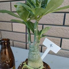 アデニウム④の画像