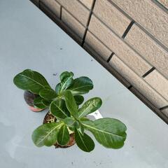 アデニウム④の画像