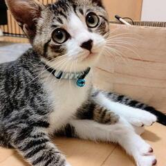 譲渡決定！甘えん坊の本当に可愛い❣️ソックス付きキジ白くん❣️の画像