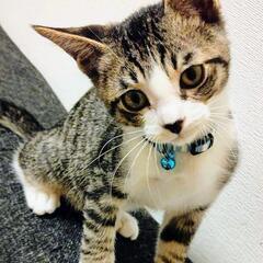譲渡決定！甘えん坊の本当に可愛い❣️ソックス付きキジ白くん❣️ - 福岡市