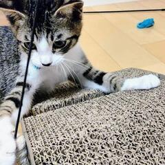 譲渡決定！甘えん坊の本当に可愛い❣️ソックス付きキジ白くん❣️ - 猫
