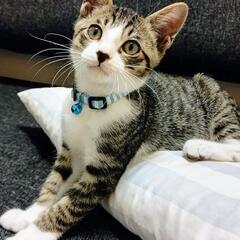 譲渡決定！甘えん坊の本当に可愛い❣️ソックス付きキジ白くん❣️ − 福岡県