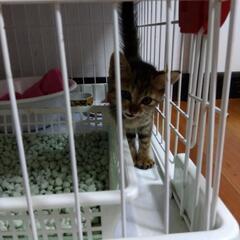 仔猫1ヶ月くらい里親募集