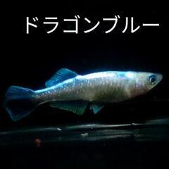 【取引者決定】メダカ各種【稚魚】1匹 20円~200円の画像