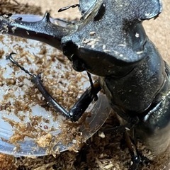 値下げ！　ミヤマクワガタ♂良型の画像
