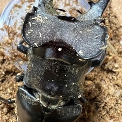 値下げ！　ミヤマクワガタ♂良型の画像