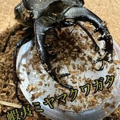 値下げ！　ミヤマクワガタ♂良型