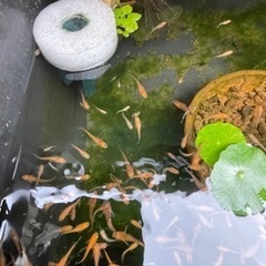 メダカ　ミックス30匹