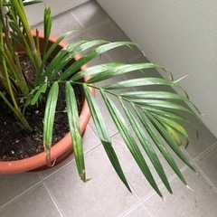 観葉植物(大)の画像