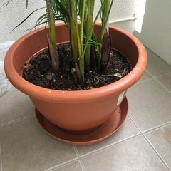 観葉植物(大)の画像