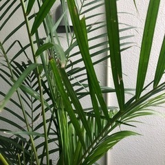 観葉植物(大)の画像