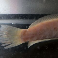カムルチー（ライギョ（雷魚））　値段交渉可　池袋手渡しのみの画像