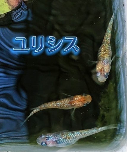 決まりました。ユリシスメダカ　稚魚10匹セット