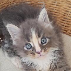 【終了】　メインクーンの子猫