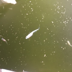 メダカ　スズランの幼魚　15匹