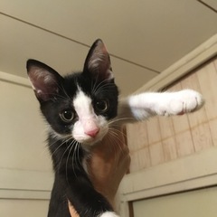 [お話中]ハヅキ　生後2か月、やんちゃな黒白♂🛩