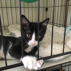 [お話中]  ミズキ　生後2か月、やんちゃな黒白♂🛩 - 猫