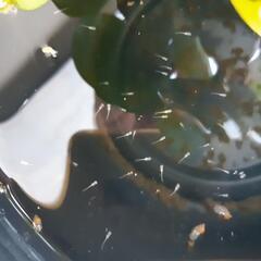 白メダカの稚魚 26日は昼過ぎまでok
