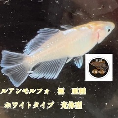 各種メダカ                                               メダカ：卵～針子～稚魚：その他：貝～エビ～水草：◎餌◎：マイクロワーム：タマミジンコ 大陸ミジンコの画像