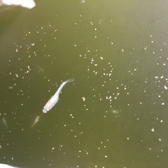 メダカ　スズランの幼魚15匹