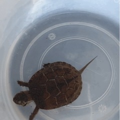 たぶんクサガメ？だと思います　里親募集