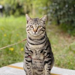 助けて上げてください。