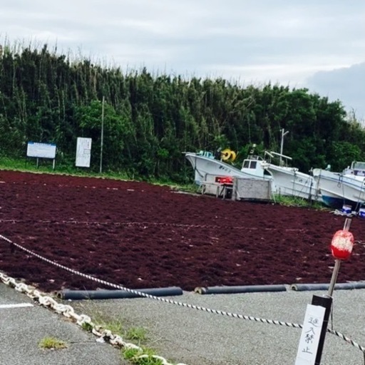 南房総産 天草 海藻　10Kg