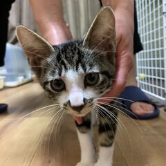 ２か月半のキジ白カギしっぽのオス　里親を募集します。