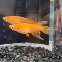 8月27日 メダカ無人販売の画像