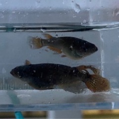 黒蜂メダカ