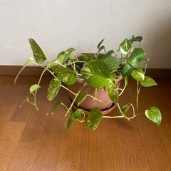 ポトス　植木鉢付き