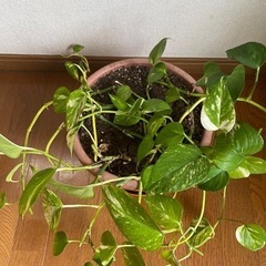 ポトス　植木鉢付きの画像