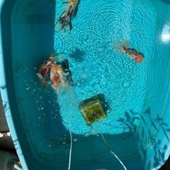 金魚あげます。商談中です。の画像