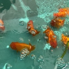 金魚あげます。商談中です。の画像