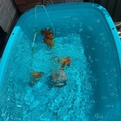 金魚あげます。商談中です。の画像