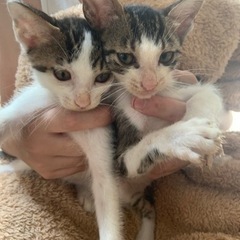 4ヶ月 3匹の姉弟ねこちゃん