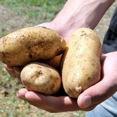 【日払い】農業じゃがいも収穫　短期！8/10から2週間　週2から...