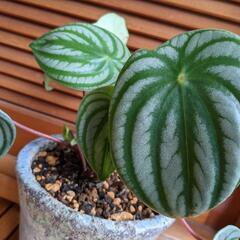 【植物保護】鉢植え無料回収