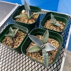 多肉植物　アガベ　屈原の舞扇