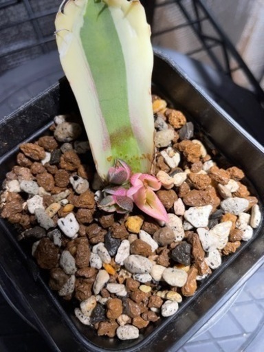 アガベ　スナグルトゥース　葉挿し4頭！　激レア！