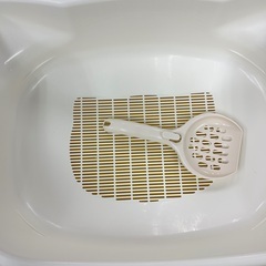 デオトイレ　子猫　の画像