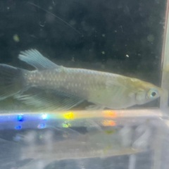 エメキン② メダカ1ペア