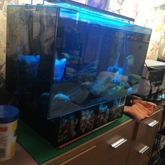 オーバーフローの水槽『値下げ今日まで！！』の画像